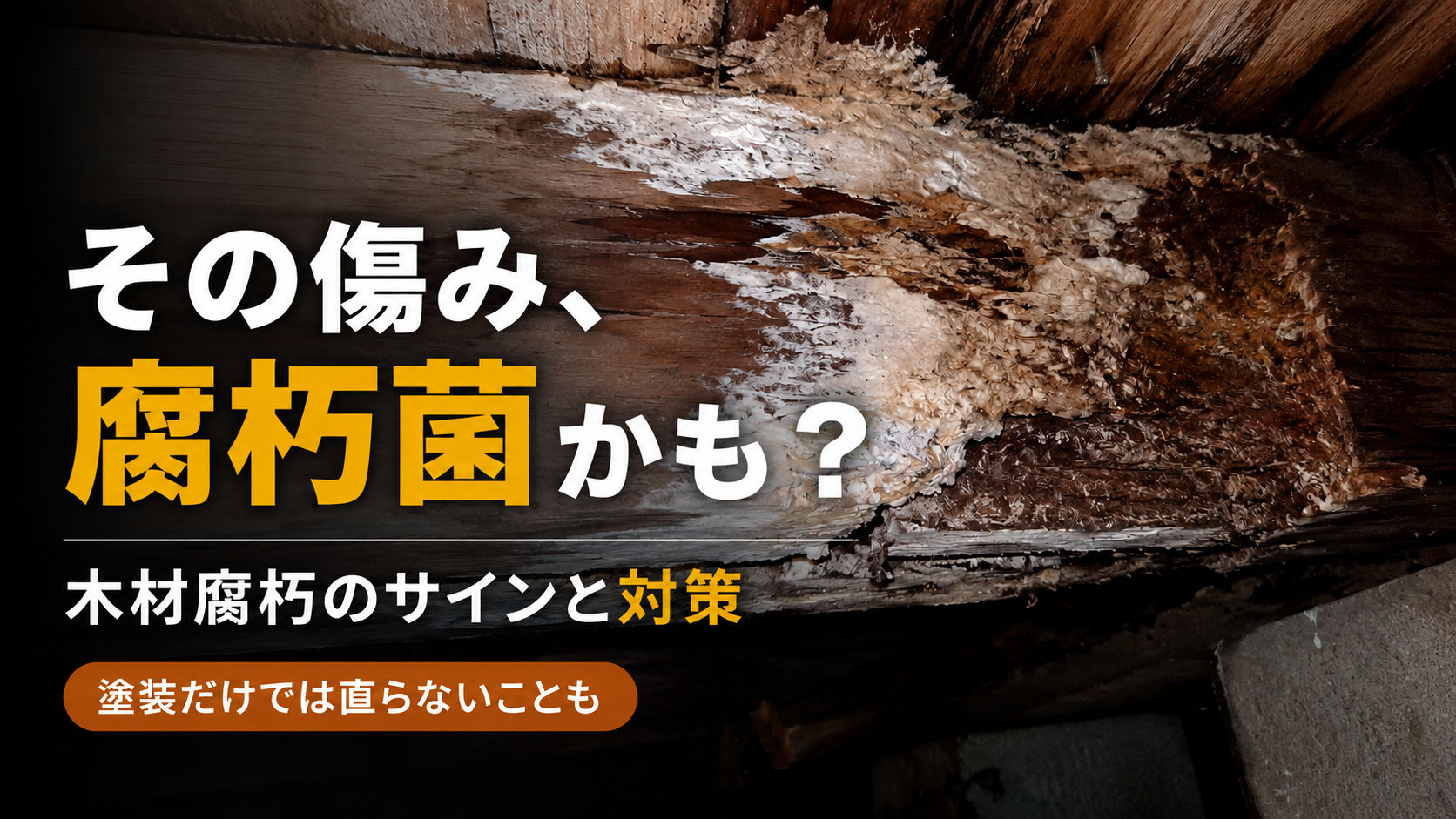 住まいの生物劣化②　腐朽菌について